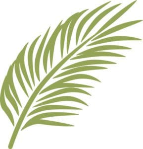 palm-leaf